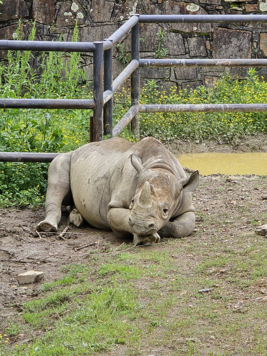 Photo of the Day: Kevin the Black Rhinoceros was bored. #lifeisshort #takepictures