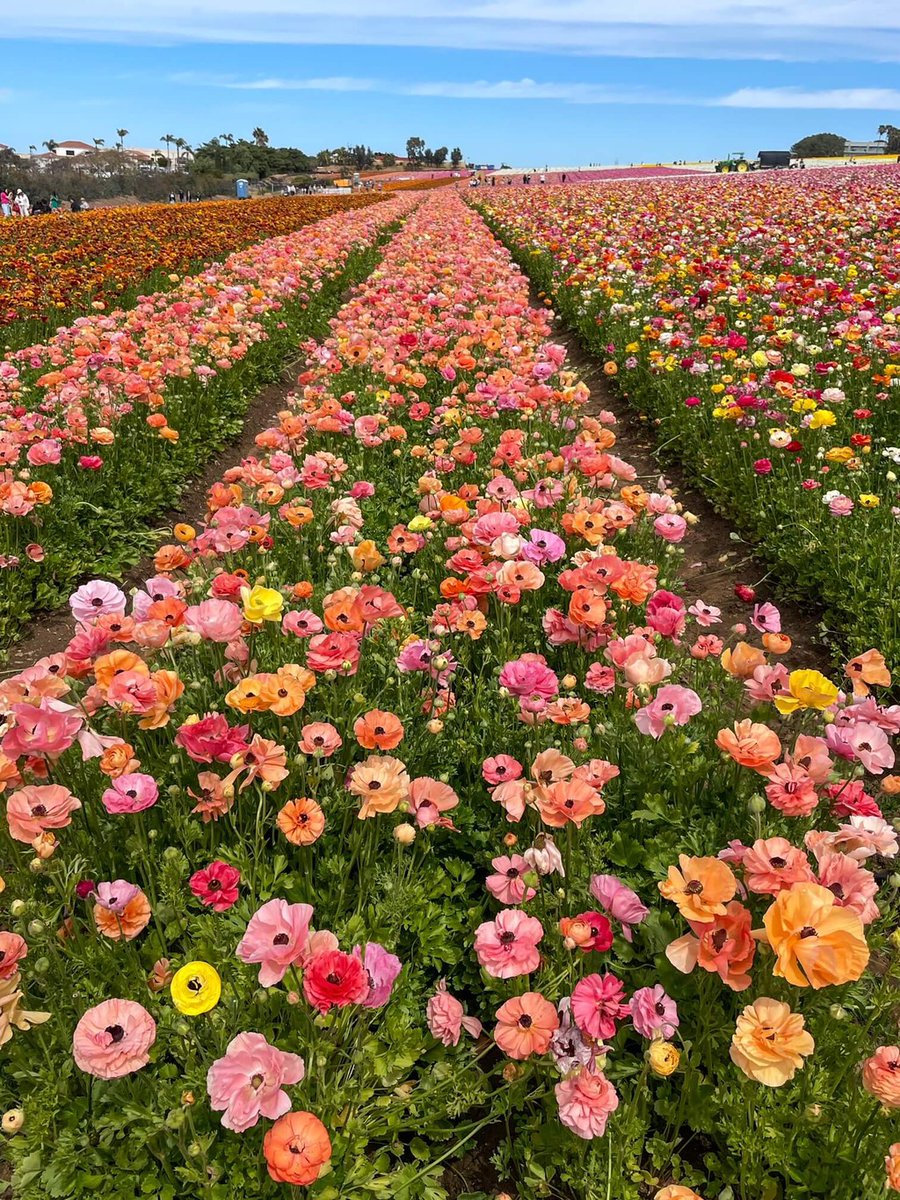 It is an amazing sight to see row after row of Ranunculus flowers in every color... Read more 👉 bit.ly/48iZN1e #Carlsbad #FlowerFields #SpringFlowers #traveltips #California