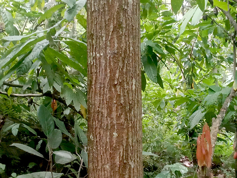 Ingul tumbuh di hampir setiap kebun masyarakat di pinggiran Danau Toba, di antara pohon kemiri, cokelat, dan mangga. Pohon ini dimanfaatkan sebagai pelindung tanaman kopi mongabay.co.id/2024/04/30/poh…