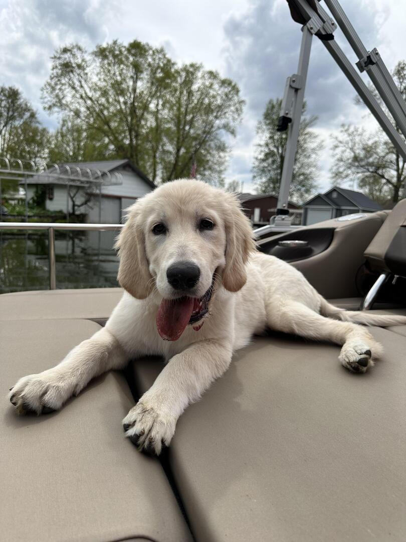 Augustus’s first time on the boat!
👉 amzn.to/43cNsKc
#dogs #ad #pets #adogslife #cutedogs #dogsoftwitter #iloveanimals #petlife #petsoftwitter #cute  #petlovers #dog #DogsOnTwitter #dogtwitter #dogoftheday #pet #petsontwitter #adorable #cute #cuteanimals
