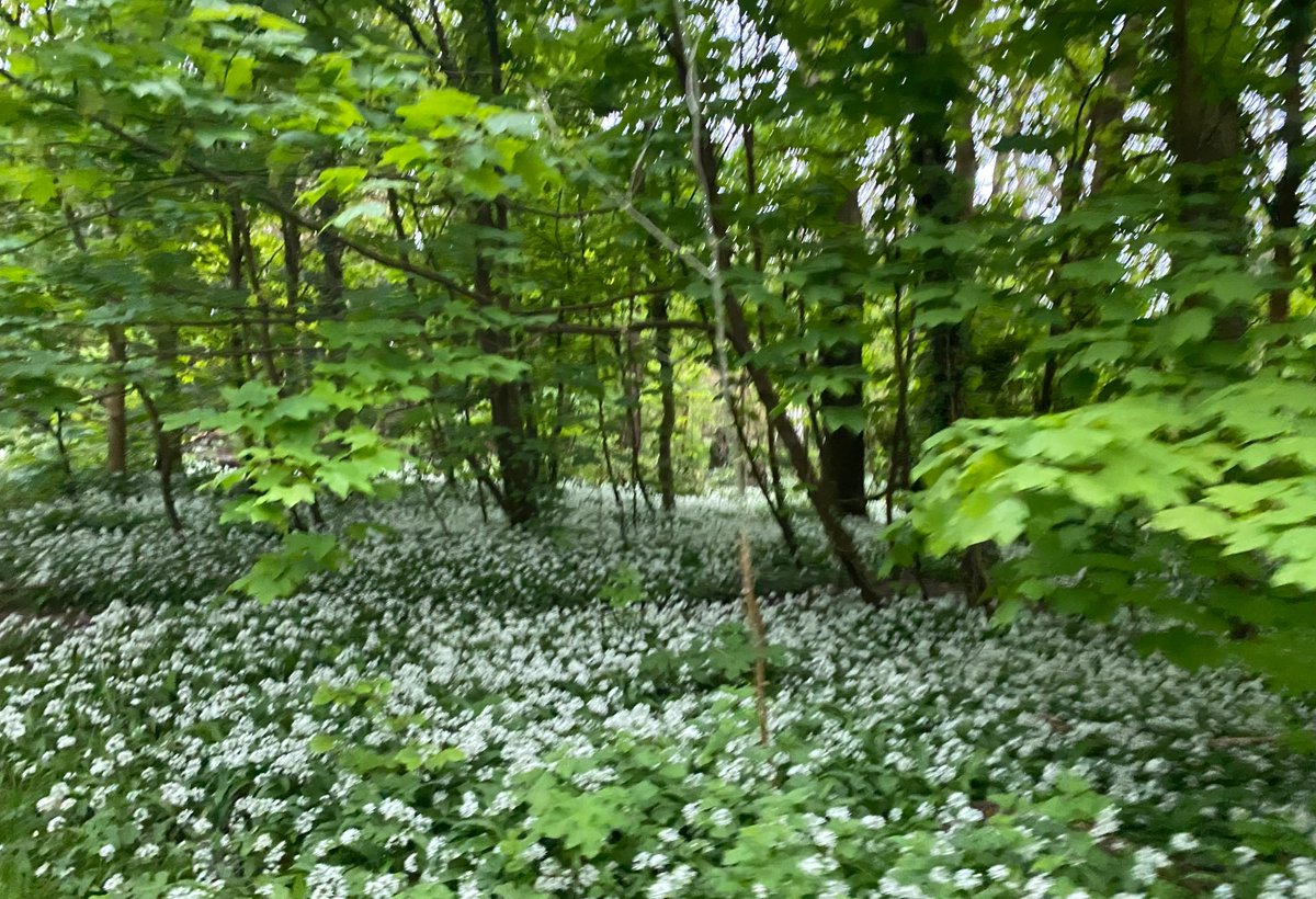 Revolution-ZERO (@revolutionzero1) on Twitter photo It was great to be working with teams from NHS Wales again yesterday as we continue to co-develop reusable solutions for use in surgery.
The wild garlic was also spectacular.
#GreenNHS #TogetherWeCan 🙏🌍⚕️ It was great to be working with teams from NHS Wales again yesterday as we continue to co-develop reusable solutions for use in surgery.
The wild garlic was also spectacular.
#GreenNHS #TogetherWeCan 🙏🌍⚕️