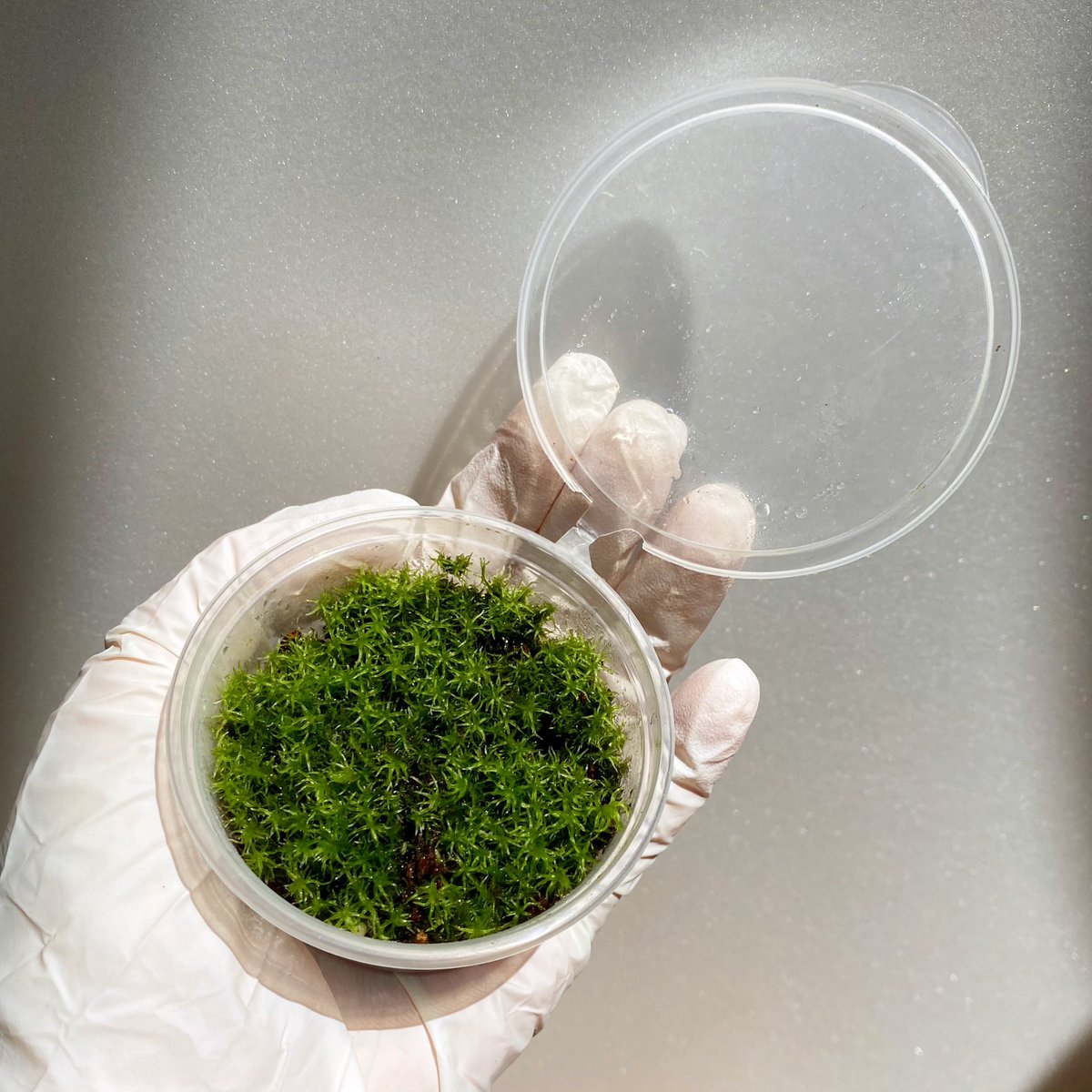 🌿리버스 식목일 RT이벤트(1)🌿
한 분을 추첨하여 비교적 햇빛이 적은 곳에서도 키울 수 있는 식물 세트를 보내드립니다! (우체국 택배 착불)

베고니아 스테리나잇 &amp; 사라왁, 마란타, 구름이끼

참가 방법: RT + 좋아요
조건: 키우는 식물 사진이 올라온 계정, 트친 한정X, 팔로우 여부X
당발: 5/4