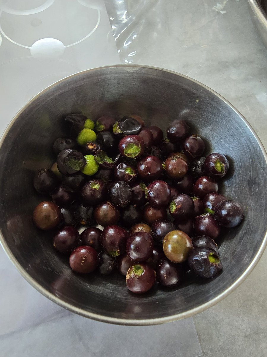 Forgotten treasured fruits of Forest.

Can you name them?