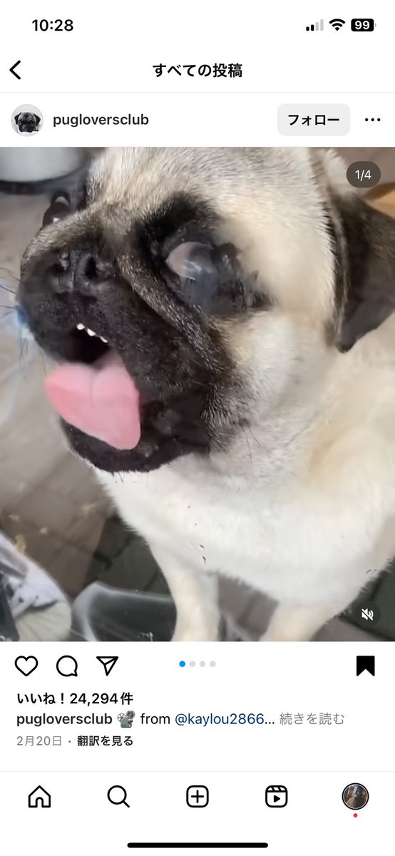 picomitsuNW's tweet photo. この窓ガラス舐め犬シリーズ大好きだけどまだ２つしか見つけられてない
もっとないかな https://t.co/trWSZBlhbK
