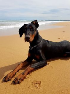 oh, Hey :) 💕🐾🐕🇺🇸 Floppy ear 💖