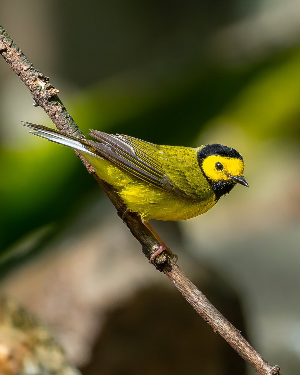 Another look at the handsome hooded warbler in the Ramble a few days ago. This species is one of my favorites. Not only are they gorgeous, but they hop around low, generously providing great looks! (Central Park, NY)

#birds #birding #nature #wildlife #birdcpp