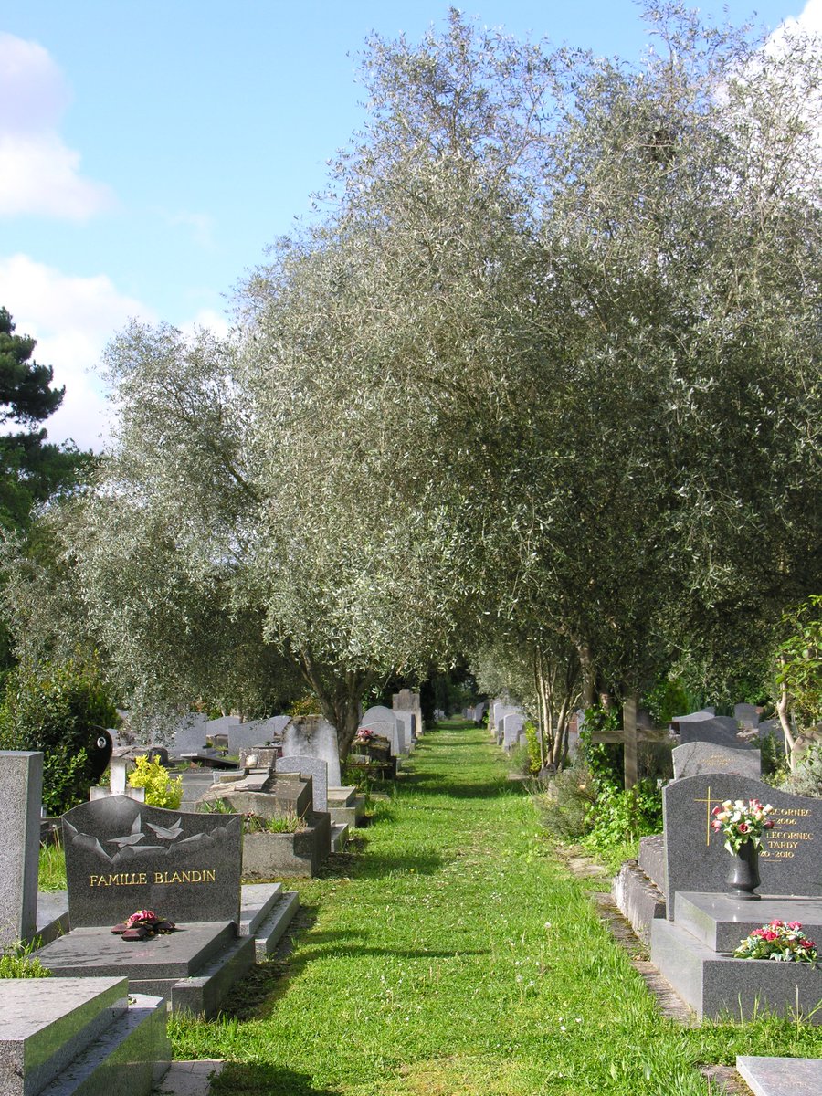 Photo du jour avec le cimetière de Bagneux