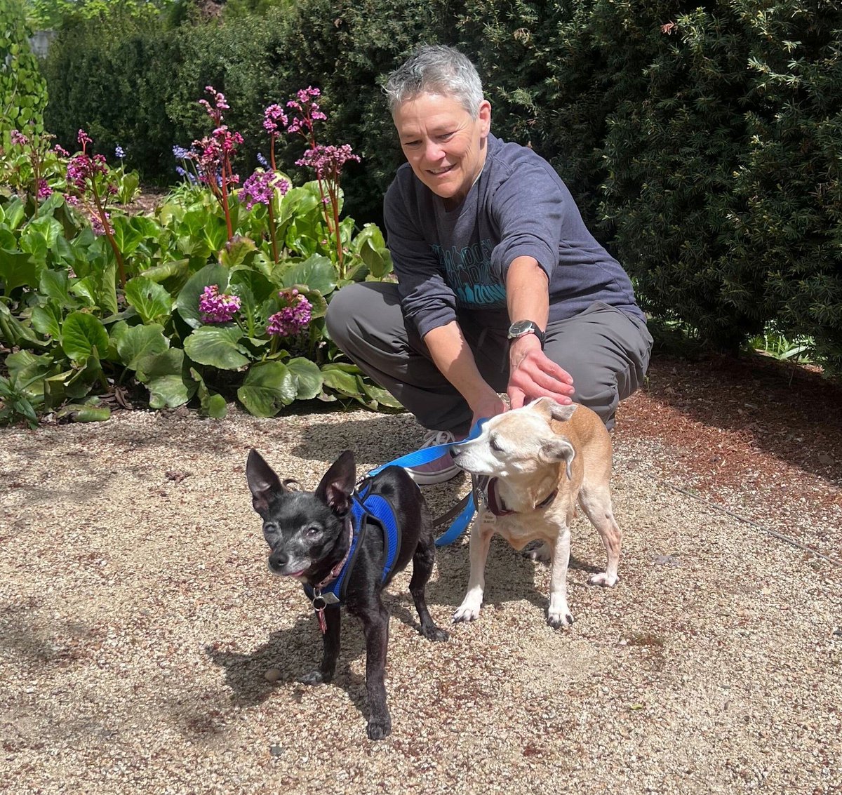 Congratulations to sweet Pappy (front), his new sister Winnie & guardian Diana! He's moved to the state of Washington for the good life! Thank you, Diana! 💓 Happy #NATIONALADOPTASHELTERPETDAY