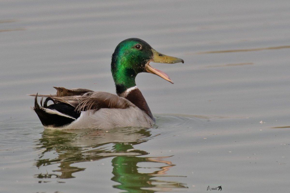 Quack quack 🦆 
A mallard duck enjoys a swim. 
#IndiAves #birdphotography