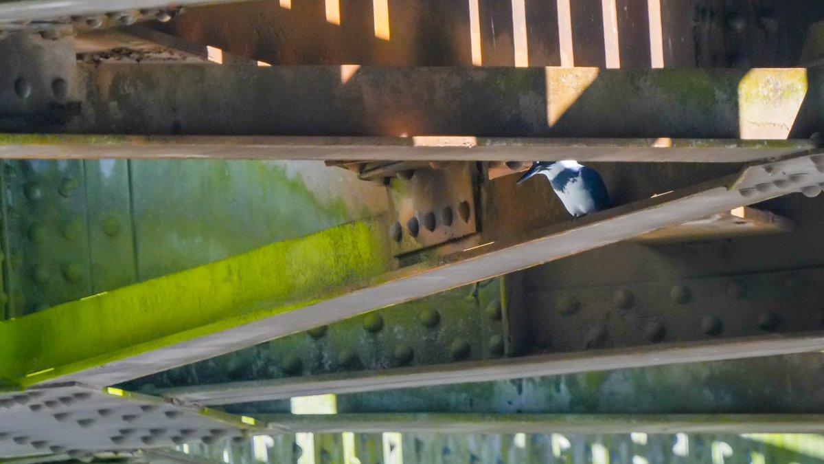 I spotted this Belted Kingfisher impersonating a troll 🧌 beneath the rail bridge at Ambleside … no trains 🚂 were harmed on this watch 😝