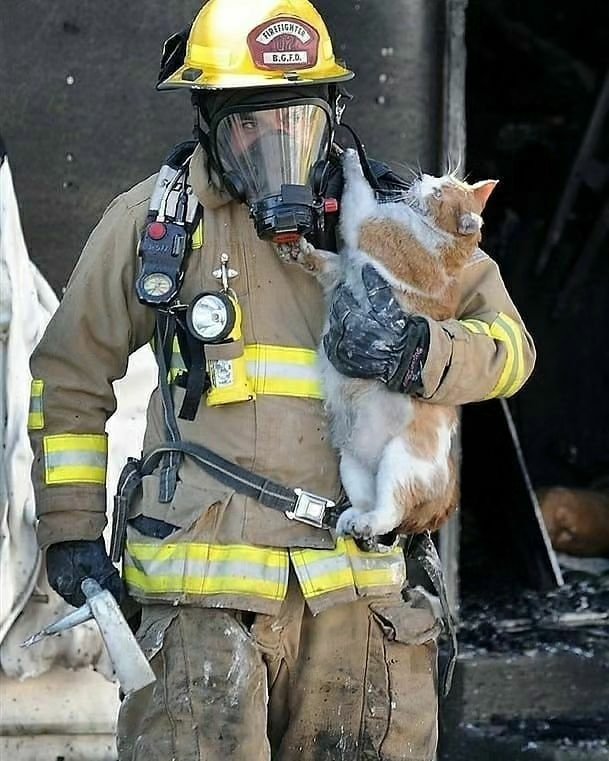WeAssessCats's tweet photo. Firefighters Who Risked Their Lives To Save Cats https://t.co/QOf7SPg88Y