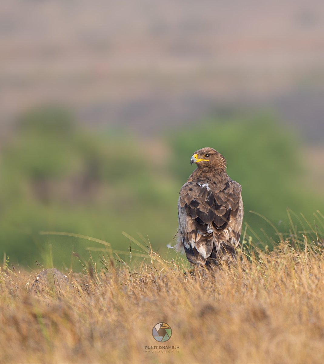 Steppe Eagle from Bhigwan, Maharashtra #indiaves #natgeoindia #incredibleindia #birdwatching #BirdsSeenIn2024 #birdphotography #naturephotography