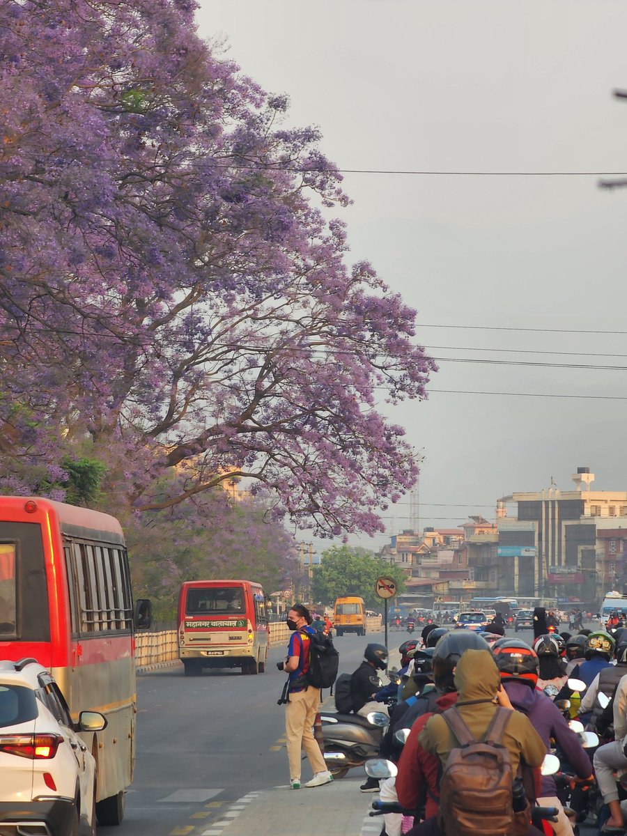 kingpaudel's tweet photo. Beauty amidst clutter and chaos. 
#Kathmandu #urbanforestry #Nepal https://t.co/rC72CLaJln