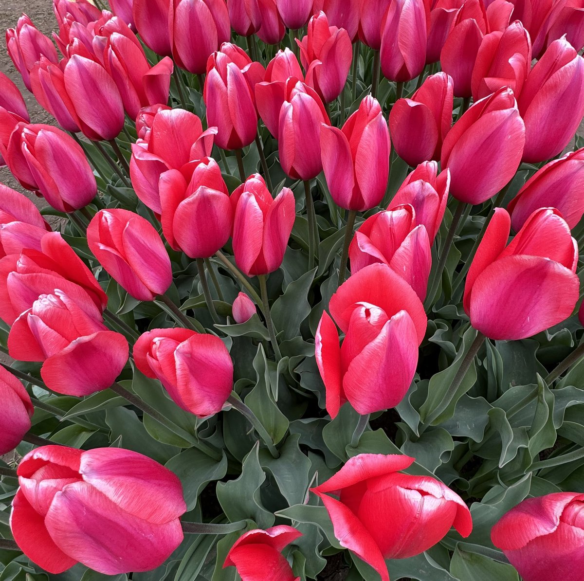 I am so excited that they now have a Wicked Tulips location near my daughter! Guess where I was today #Hearties! Just thought I’d beautify your newsfeed…🌷💐😁