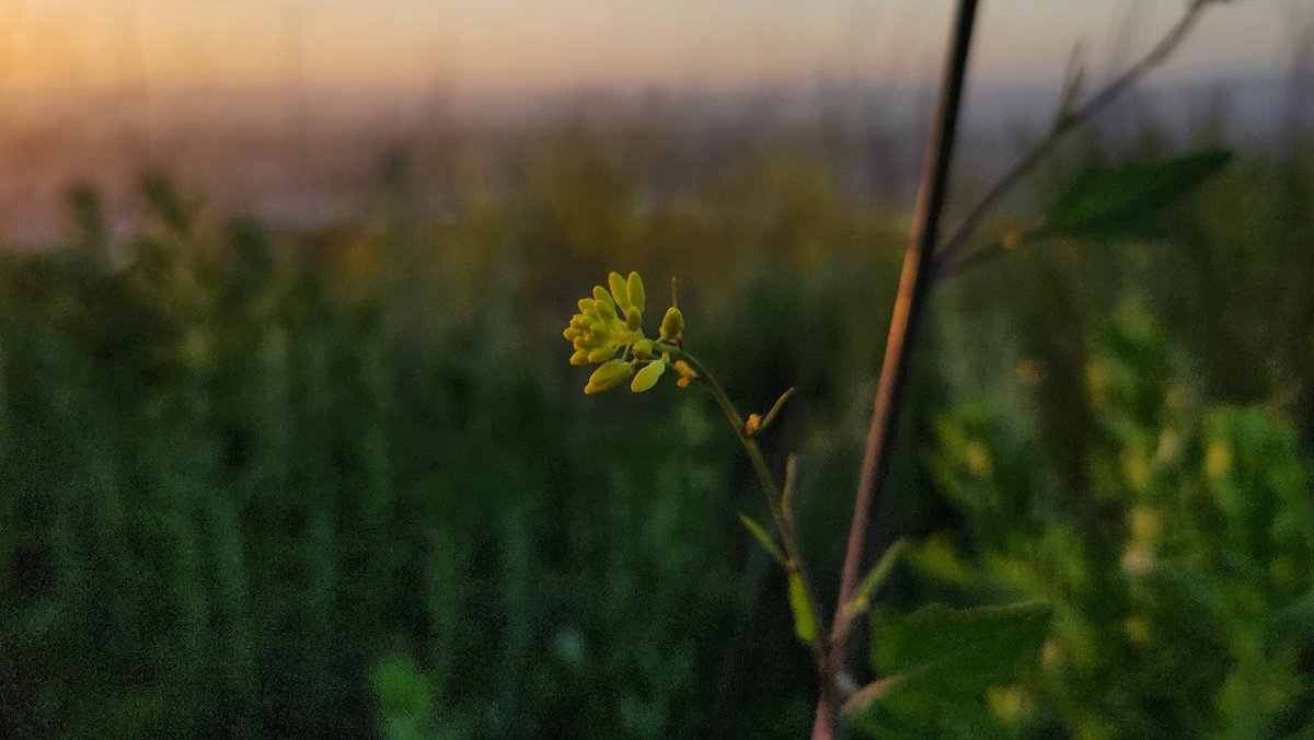 It's that time of year. Heavy rains followed by stunning weather. The hill is at its most beautiful. Birds nests everywhere. The community is out and looking good. Back at my balcony, the hummingbirds have started to come around again. It's a lottery, this life.