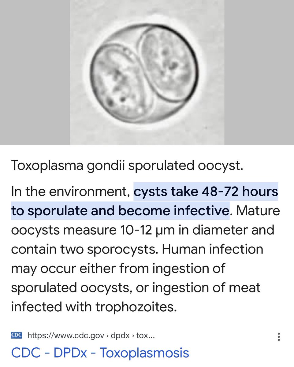 @kochengfs fyi, salah satu penyebab penyakit Toxoplasmosis (atau Toxoplasma) adalah fase ookista yang sudah bersporulasi di feses alias baru bisa menginfeksi pada feses yang dibiarkan selama berhari-hari. Jadi, ayo rajin bersihin litter box anabul setelah poop😾