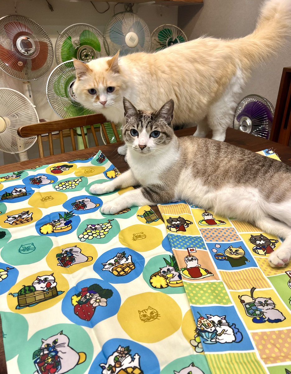omochi_nam01's tweet photo. ＼🧵KENの作品が生地になりました🧵／
マスカットねこに、いちごネコ🍓 クリームソーダねこに、オムライスねこ🐱✨  ユザワヤさん、クラフトハートトーカイさん、イオン（パンドラハウス）さんにて販売されております✨ オンラインショップはコチラ↓↓↓
【ツクリエさん】https://t.co/fe3emmT4KN https://t.co/VFq3eXY1G7