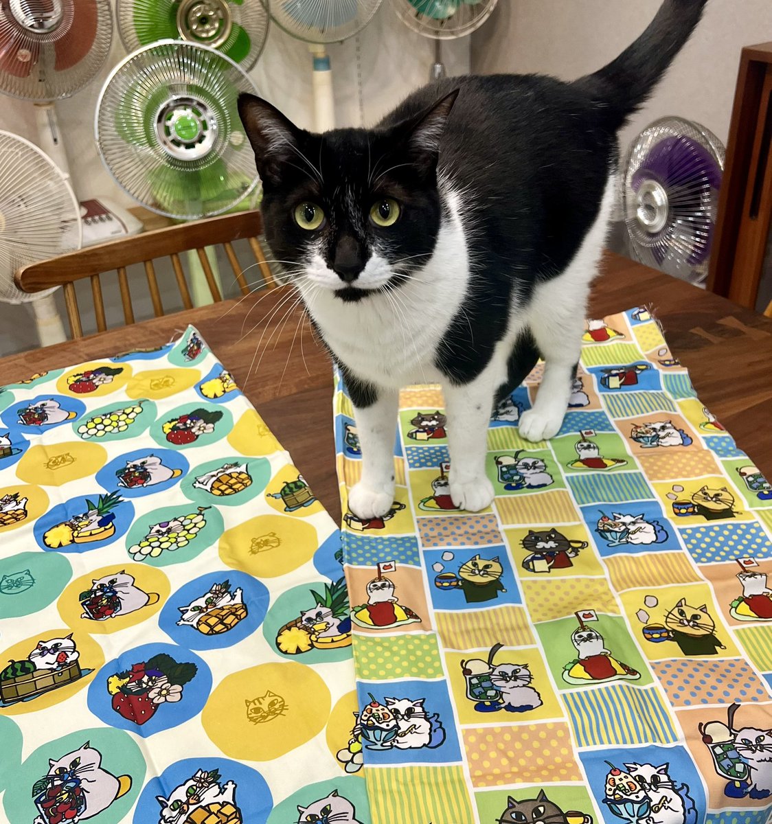 omochi_nam01's tweet photo. ＼🧵KENの作品が生地になりました🧵／
マスカットねこに、いちごネコ🍓 クリームソーダねこに、オムライスねこ🐱✨  ユザワヤさん、クラフトハートトーカイさん、イオン（パンドラハウス）さんにて販売されております✨ オンラインショップはコチラ↓↓↓
【ツクリエさん】https://t.co/fe3emmT4KN https://t.co/VFq3eXY1G7