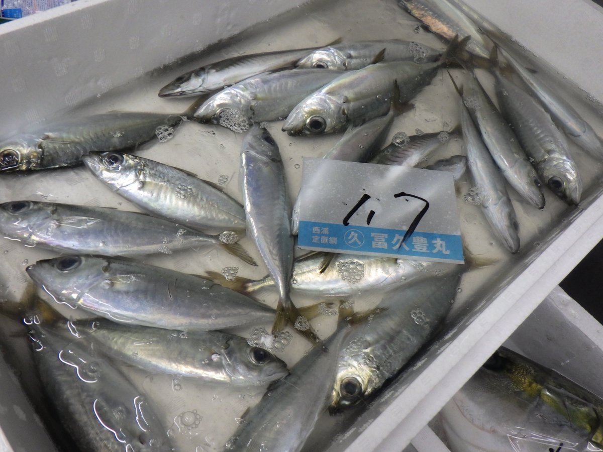 今朝の仕入れ①
朝獲れの目鯵（沼津産）
 #メアジ #鯵 #沼津港 #魚市場

🥰🐟🥰🐟🥰🐟🥰🐟🥰🐟🥰🐟🥰🐟🥰

Got horse mackerels at Numazu whole fish market this morning
#japaneserestaurant #japanesefood #englishavailable