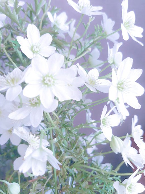 「TLをお花でいっぱいにしよう」のTwitter画像/イラスト(新着))
