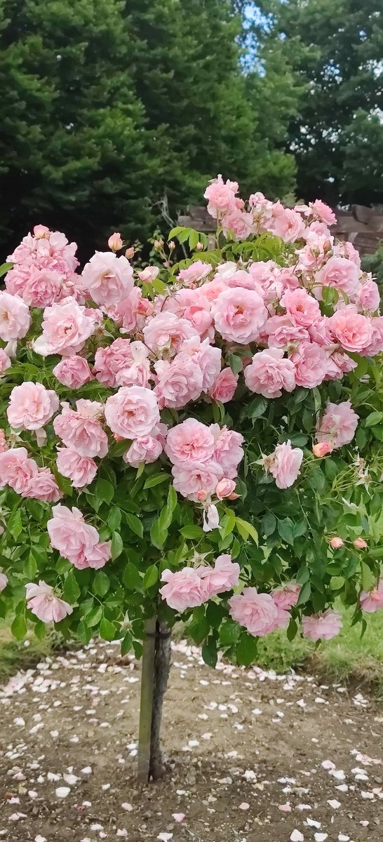 Good morning all
Happy #RoseWednesday
Buenos días 
Feliz miércoles de rosas