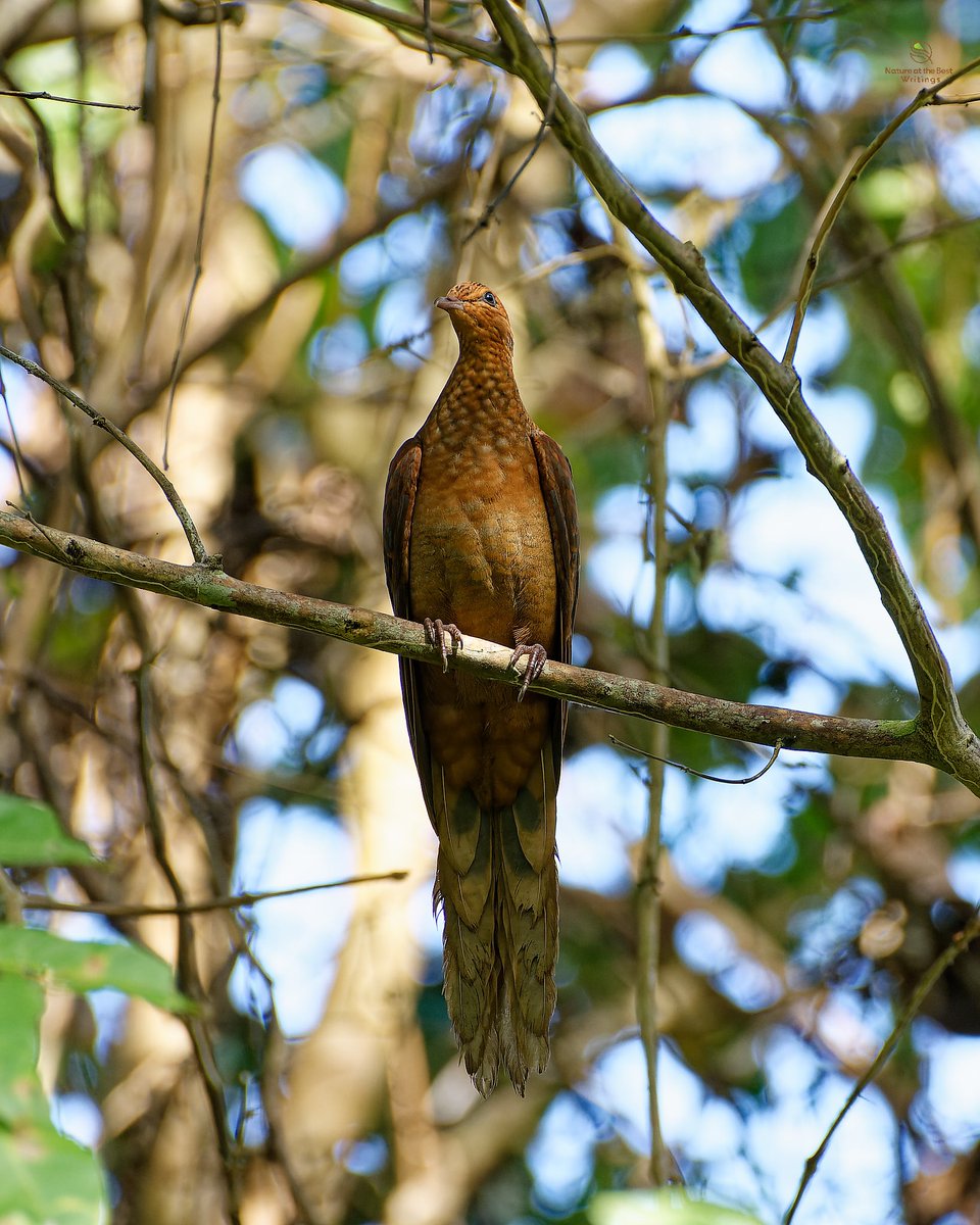 Andaman Cuckoo Dove Port Blair, India #birds_captures #planetbirds #birdfreaks #your_best_birds #best_birds_of_world #ThePhotoHour