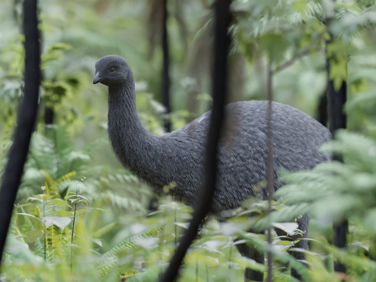 Upland moa in a forest
#paleoart