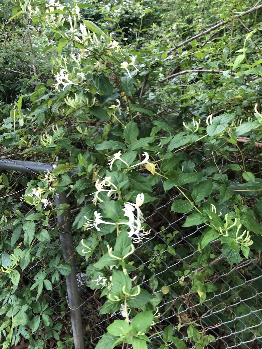 It rained overnight and the honeysuckles are blooming and the air outside today smelled like rain and honeysuckle. It’s a really nice smell that you don’t really get outside of spring.