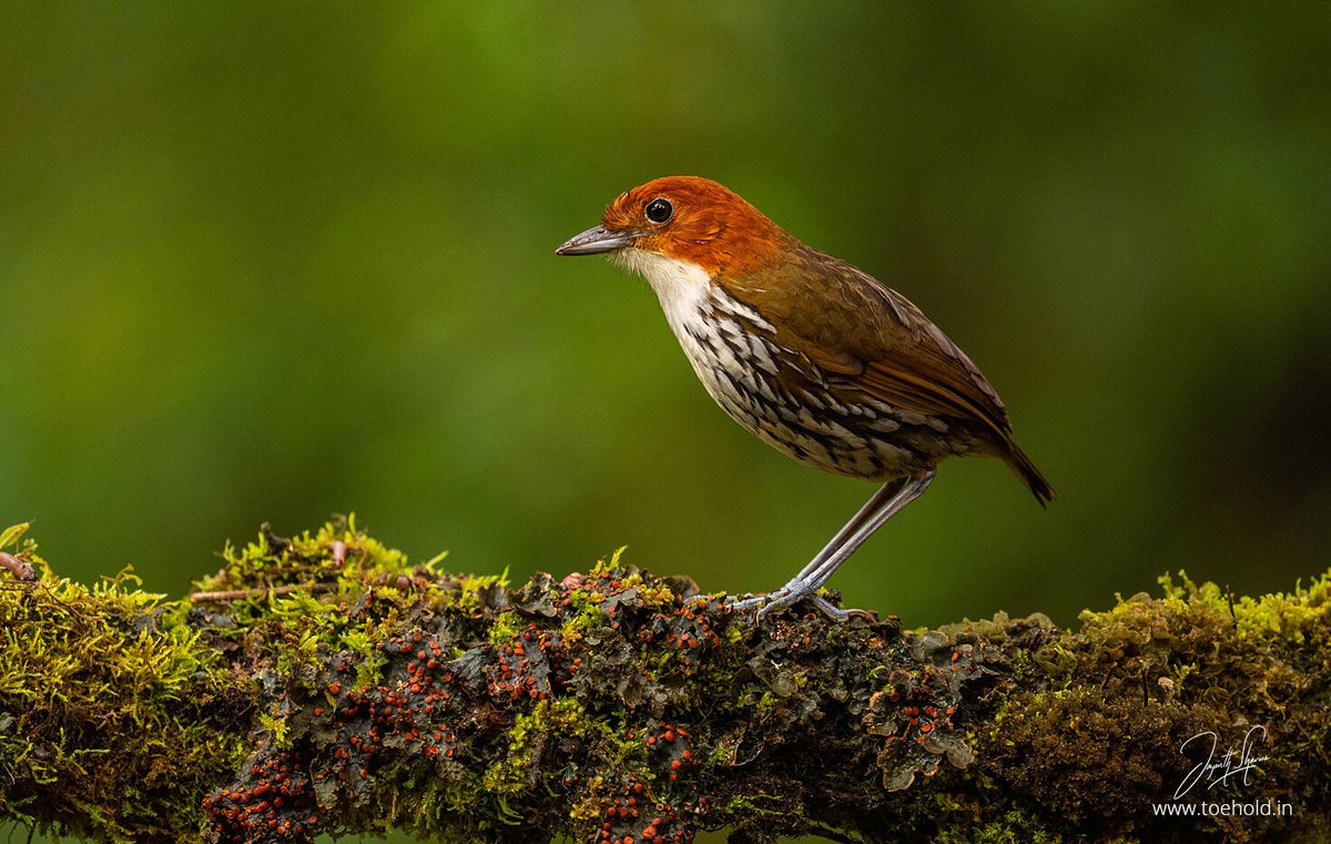 In the Rio Blanco Reserve of #Colombia's Manizales area, one of our targets is the Chestnut-crowned Antpitta. A relatively large bird for an Antpitta is usually shy and rarely emerges out of the bush, but in some places birders have learnt the art of calling these birds out.