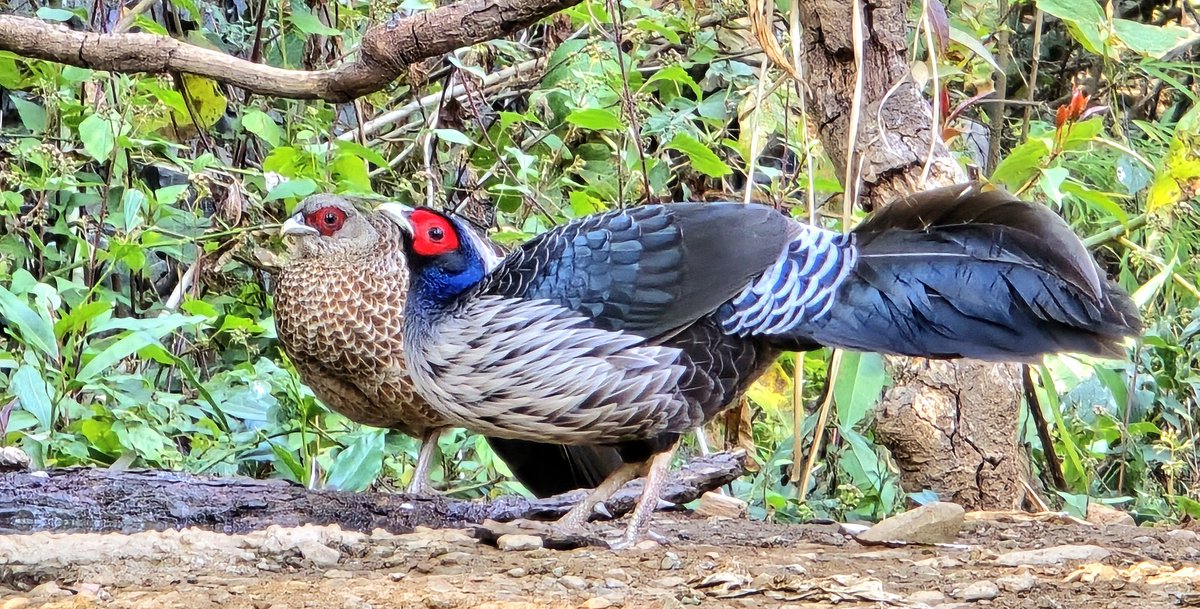 Mr and Mrs Kalij. They are one of the most attractive pheasants of India which can be seen from foothills of shiwalik to 8000 ft in Himalayas. @ Shiwalik FD, Saharanpur. @moefcc @UpforestUp @uptourismgov @UTDBofficial @rameshpandeyifs @NGTIndia @wii_india @WWFINDIA