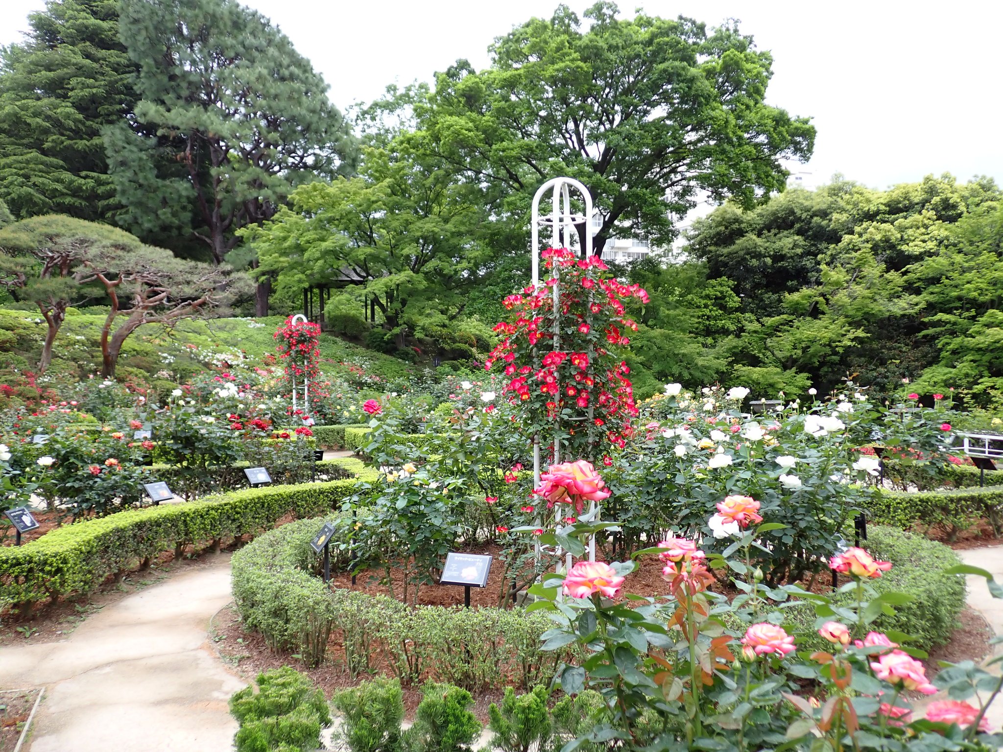 mio様向けー300 油絵/花/薔薇/バラ/旧古河庭園場/F4号 backend=imagemagick;version=1;