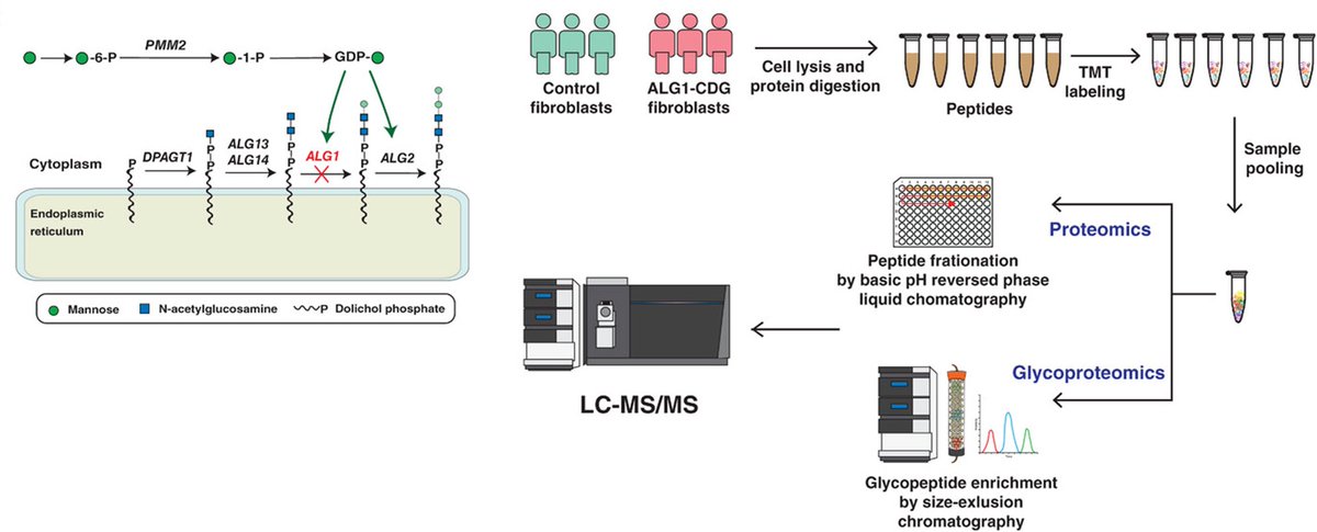Delighted to announce our recent publication in Proteomics @WileyGlobal on an autosomal recessive disorder, ALG1-Congenital Disorder Glycosylation, led by Rohit Budhraja from our team @budhraja_rohit #glycotime #teammassspec @FrontierCDG