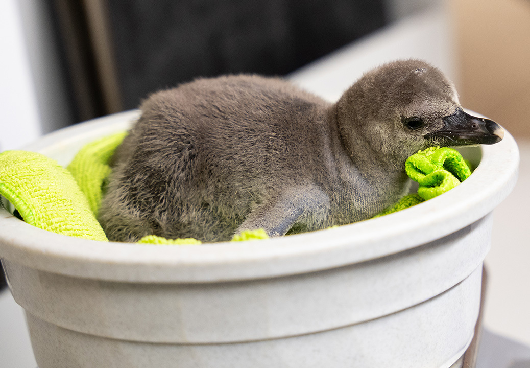 🐧The @AkronZoo recently welcomed a Humboldt penguin chick named “Tercera” to their family. This hatching that marked a milestone for this species that is listed as endangered by @IUCN. More info about the baby penguin and Humboldt penguins in Connect: bit.ly/4aXlbLn.