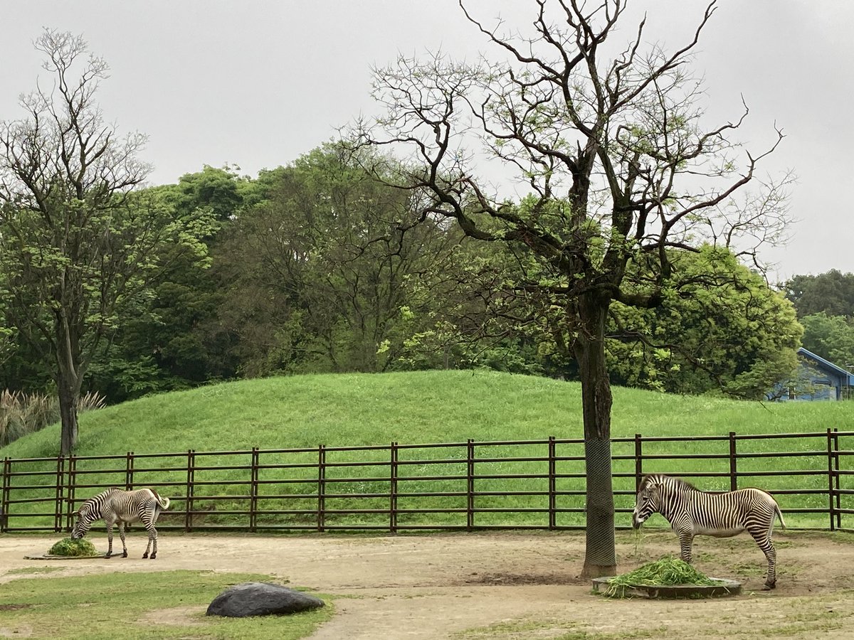 グレビーシマウマ、朝一番の様子。食欲良好でした。 (飼育1) #千葉市動物公園