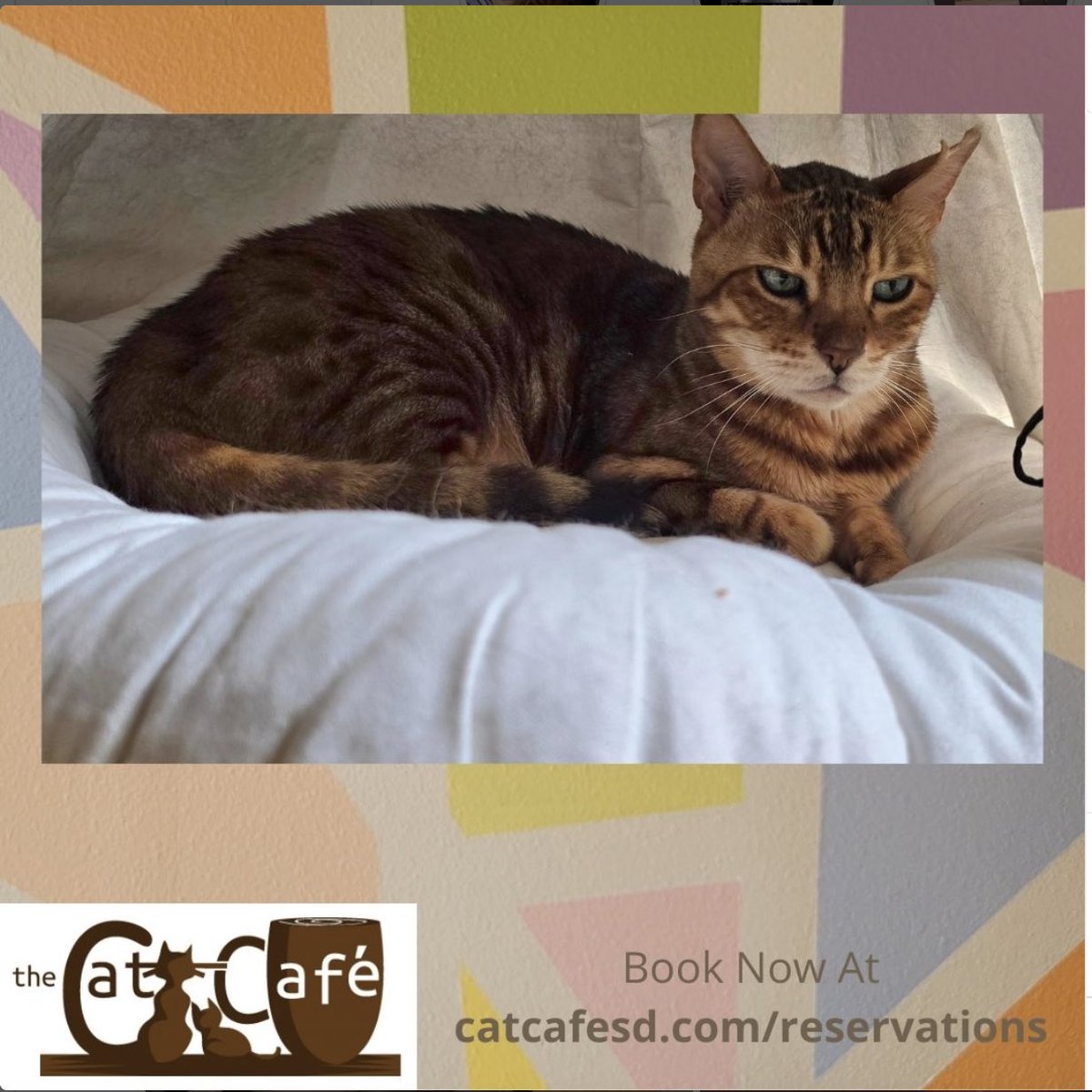 Looking to adopt or at least spend time with adorable cats?

@CatCafeSanDiego is the perfect place to visit!

Book your reservation today at catcafesd.com/reservations

#sandiego #cats #catadoption #catcafe