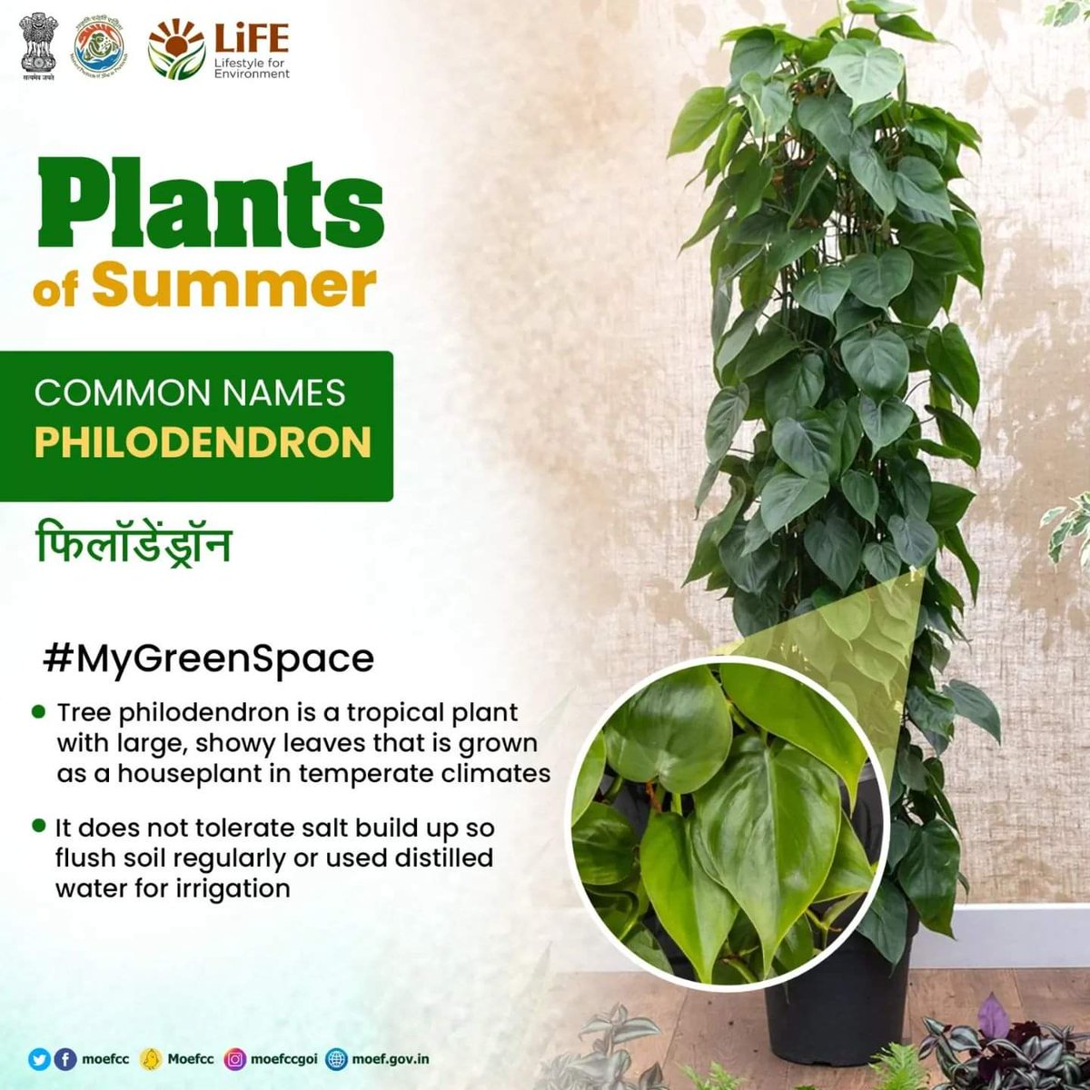 Make your summer refreshing by planting #PlantsofSummer in your indoor and outdoor spaces! #MyGreenSpace #ProPlanetPeople #MissionLiFE