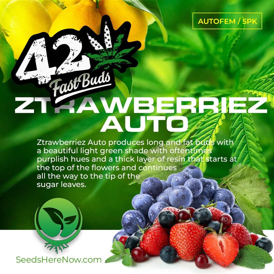 Expect flavors ranging from strawberry to lemon to grape to blueberry that come hand-in-hand with a fantastically balanced effect with a slight Indica dominance: tinyurl.com/SHN-ztrawberri…

#CannabisCommunity #cannabislife #420friendly #420Life #cannabisgrowers #seedsherenow