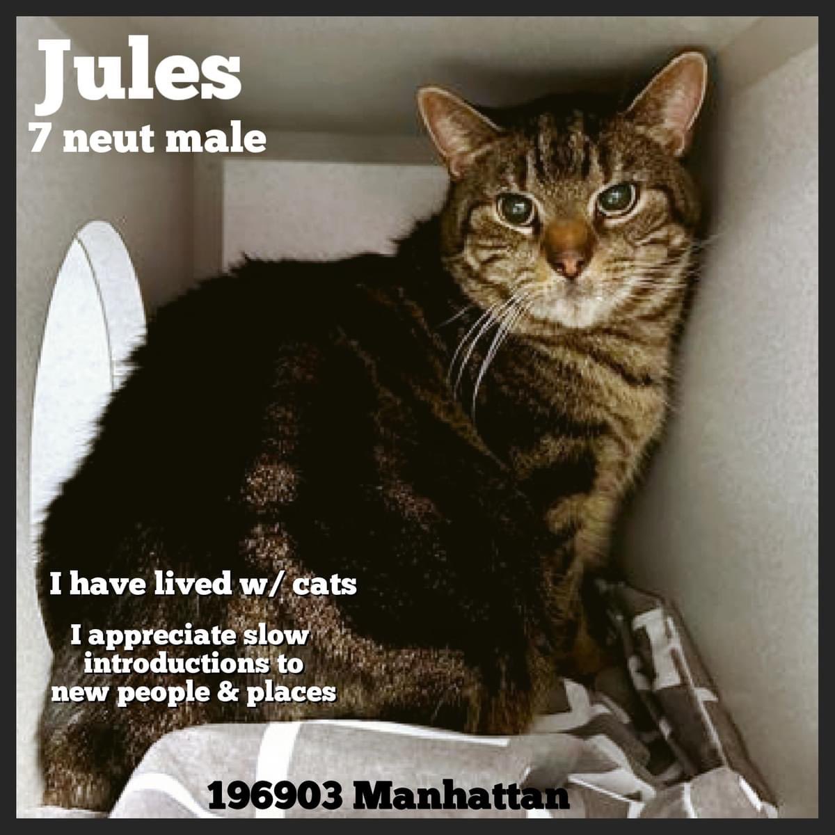 🆘Please RT-adopt-foster! 🆘 JULES is on the “emergency placement” list at #ACCNYC and needs out of the shelter by 12 NOON 5/2! #URGENT #NYC #CATS #NYCACC #TeamKittySOS #AdoptDontShop #CatsOfTwitter newhope.shelterbuddy.com/Animal/Profile…