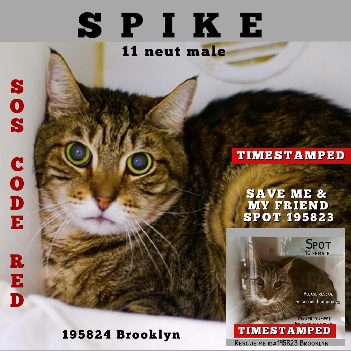 🆘Please RT-adopt-foster! 🆘 SPIKE is on the “emergency placement” list at #ACCNYC and needs out of the shelter by 12 NOON 5/2! #URGENT #NYC #CATS #NYCACC #TeamKittySOS #AdoptDontShop #CatsOfTwitter newhope.shelterbuddy.com/Animal/Profile…