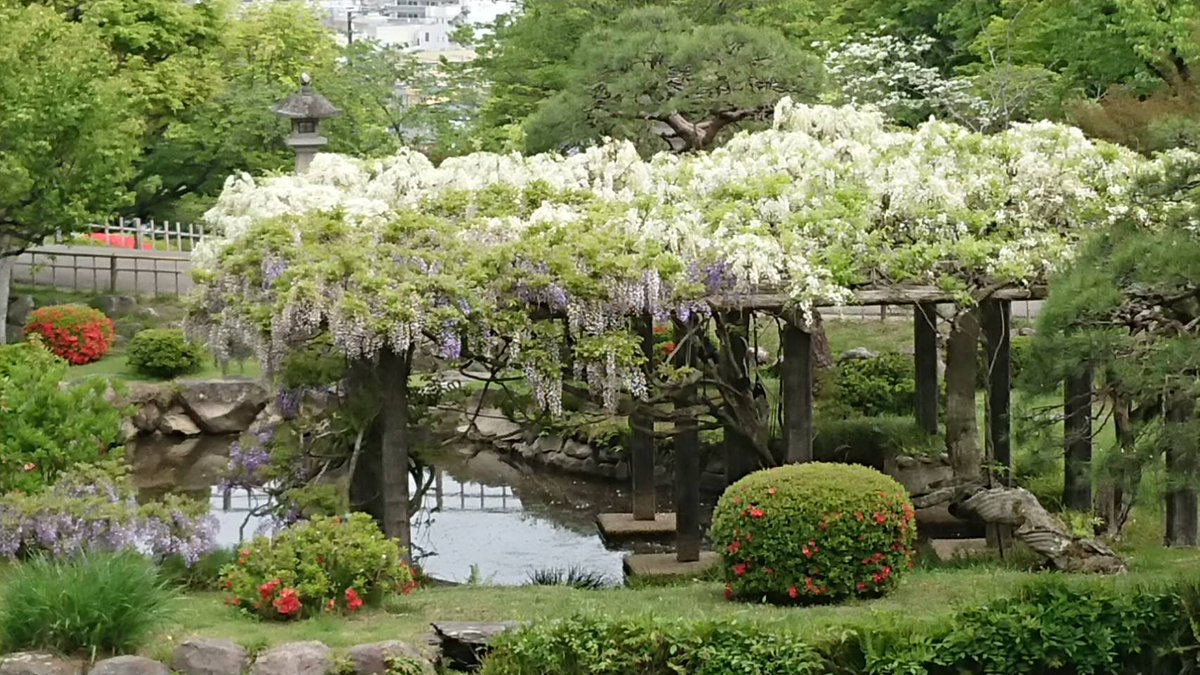 【鹽竈神社⛩】 きのうの鹽竈神社📷の写真です。 境内では、鹽竈ザクラと共に藤の花も咲き始めました。  桜の花と藤の花　そして、新緑と・・・ 季節の移ろいを感じにいらしてくださいませ。 #shiogam