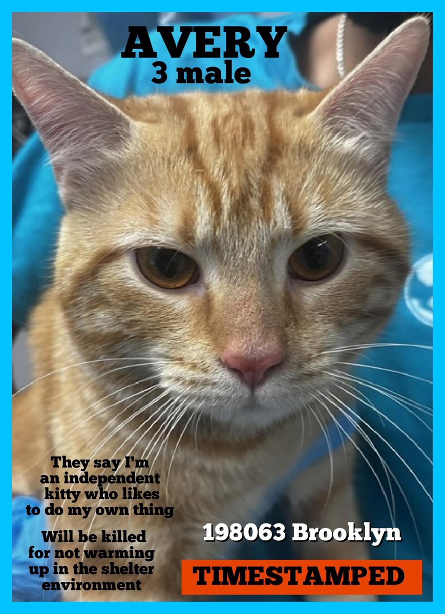 🆘Please RT-adopt-foster! 🆘 AVERY is on the “emergency placement” list at #ACCNYC and needs out of the shelter by 12 NOON 5/2! #URGENT #NYC #CATS #NYCACC #TeamKittySOS #AdoptDontShop #CatsOfTwitter newhope.shelterbuddy.com/Animal/Profile…