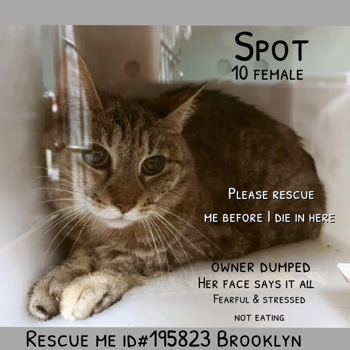 🆘Please RT-adopt-foster! 🆘 SPOT is on the “emergency placement” list at #ACCNYC and needs out of the shelter by 12 NOON 5/2! #URGENT #NYC #CATS #NYCACC #TeamKittySOS #AdoptDontShop #CatsOfTwitter newhope.shelterbuddy.com/Animal/Profile…