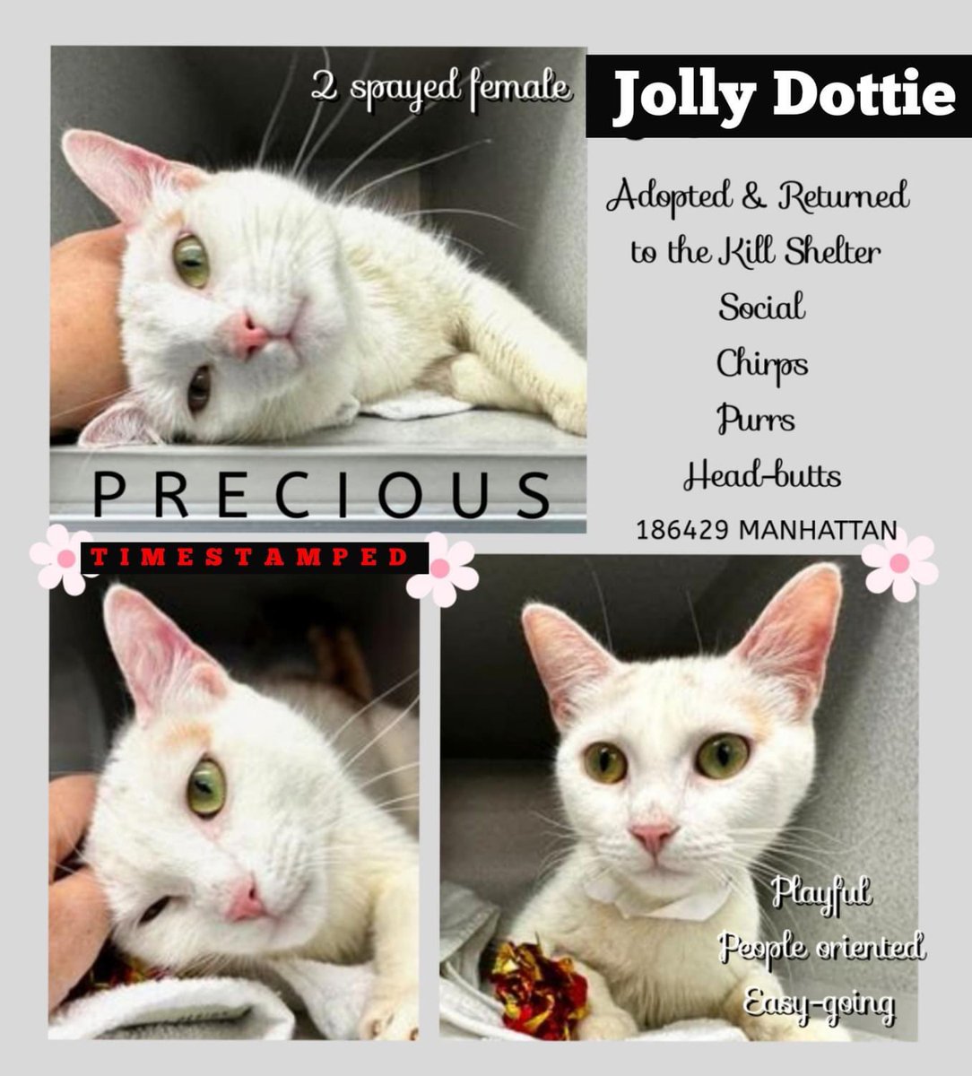 🆘Please RT-adopt-foster! 🆘 JOLLY DOTTY is on the “emergency placement” list at #ACCNYC and needs out of the shelter by 12 NOON 5/2! #URGENT #NYC #CATS #NYCACC #TeamKittySOS #AdoptDontShop #CatsOfTwitter newhope.shelterbuddy.com/Animal/Profile…