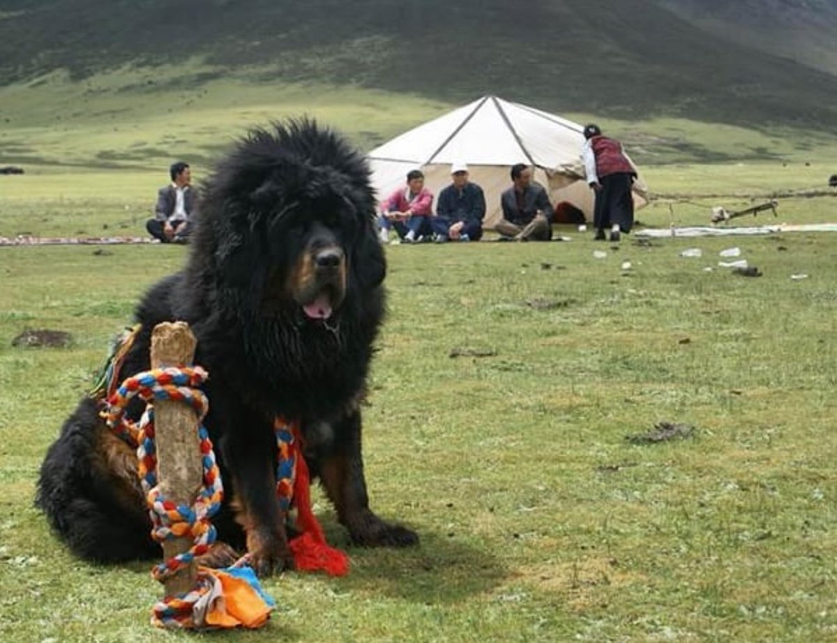 Almost forgot posting for Tibetan Mastiff Tuesday!