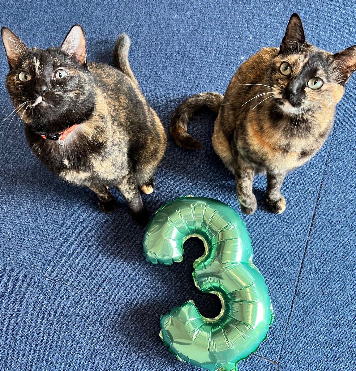 5月1日、サビ猫の姉と弟は3歳になりました！左が弟で右が姉です🥳

#サビ猫はいいぞ　#サビ猫