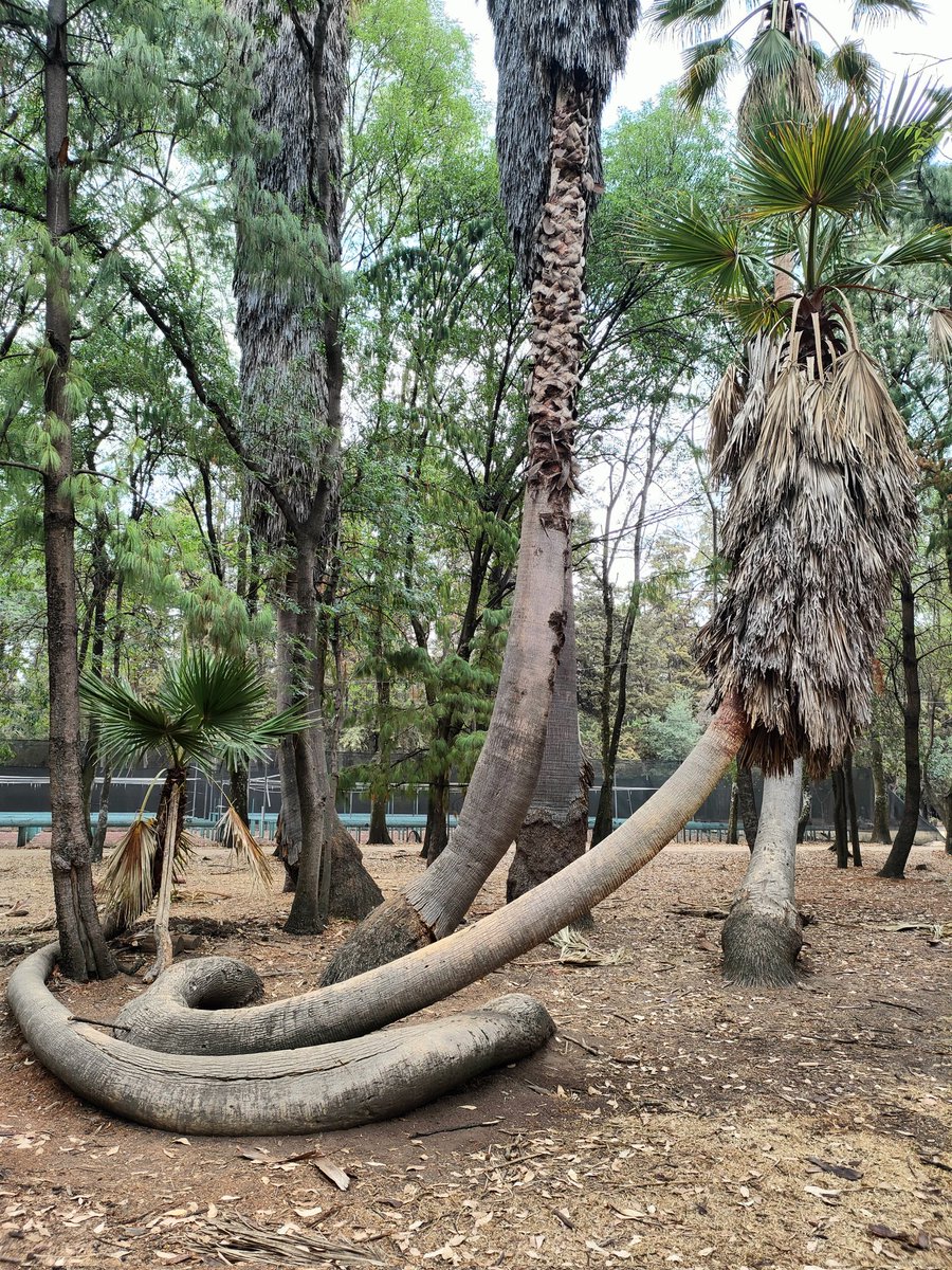 Las palmeras arrastradas de Viveros de Coyoacán.

No sé por qué crecieron así, pero son una joya ✨