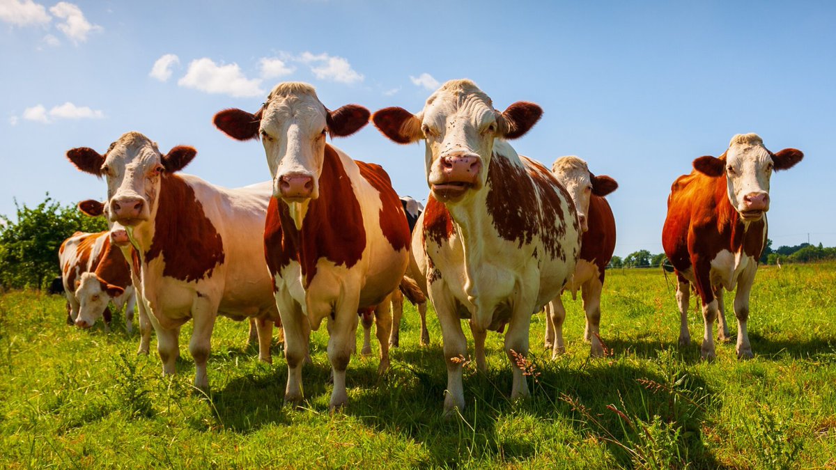 A Curtin University study has revealed breeding less-flatulent cows and restoring agricultural land could significantly reduce rising methane emission levels, which play a considerable role in climate change. Read more: curtin.edu/yxkg4k #CurtinUniversity #CurtinResearch