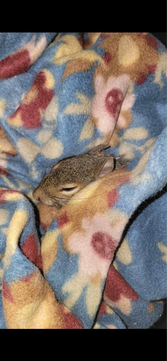 Tired of political posts?  My dog caught and chewed up  this squirrel.  It had a wound over its eye and it's back was ripped open.   My middle daughter who loves animals, and just recently rescued an opposum that had been ran over,  put it in a box and took it to a wild life