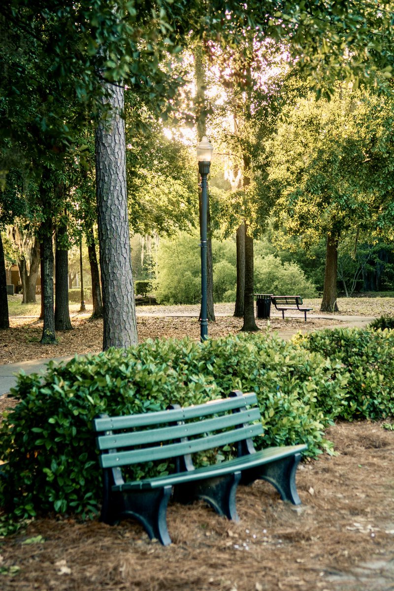 Golden hour in the quiet Lowcountry 🌳✨