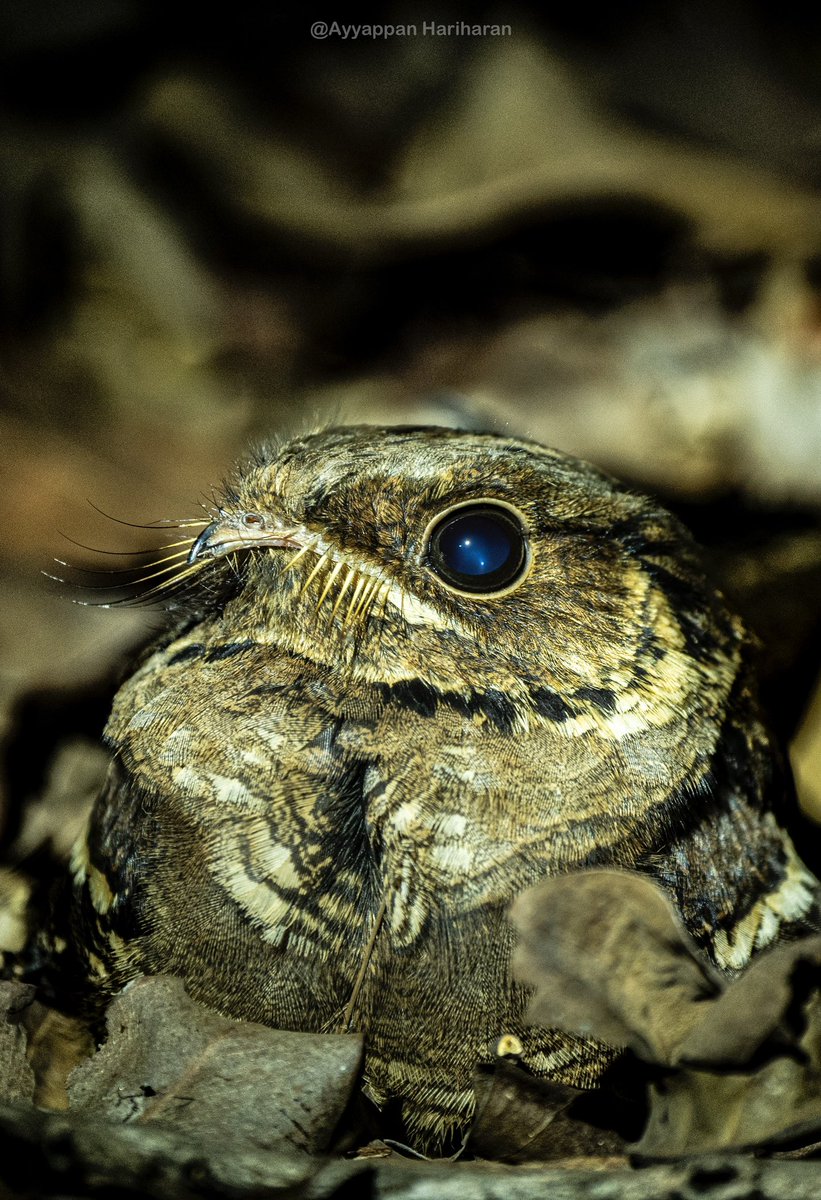 Jerdons Nightjar.
Pic taken at Phansad.
#IndiAves #BBCWildlifePOTD #natgeoindia #ThePhotoHour #SonyAlpha